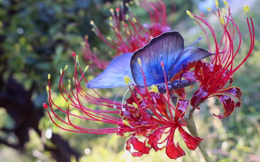 鱗組 ウロコグミ からほりらへんpass対象店